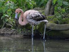 101PARC AUX OISEAUX DANS L AIN 2016 1_000015